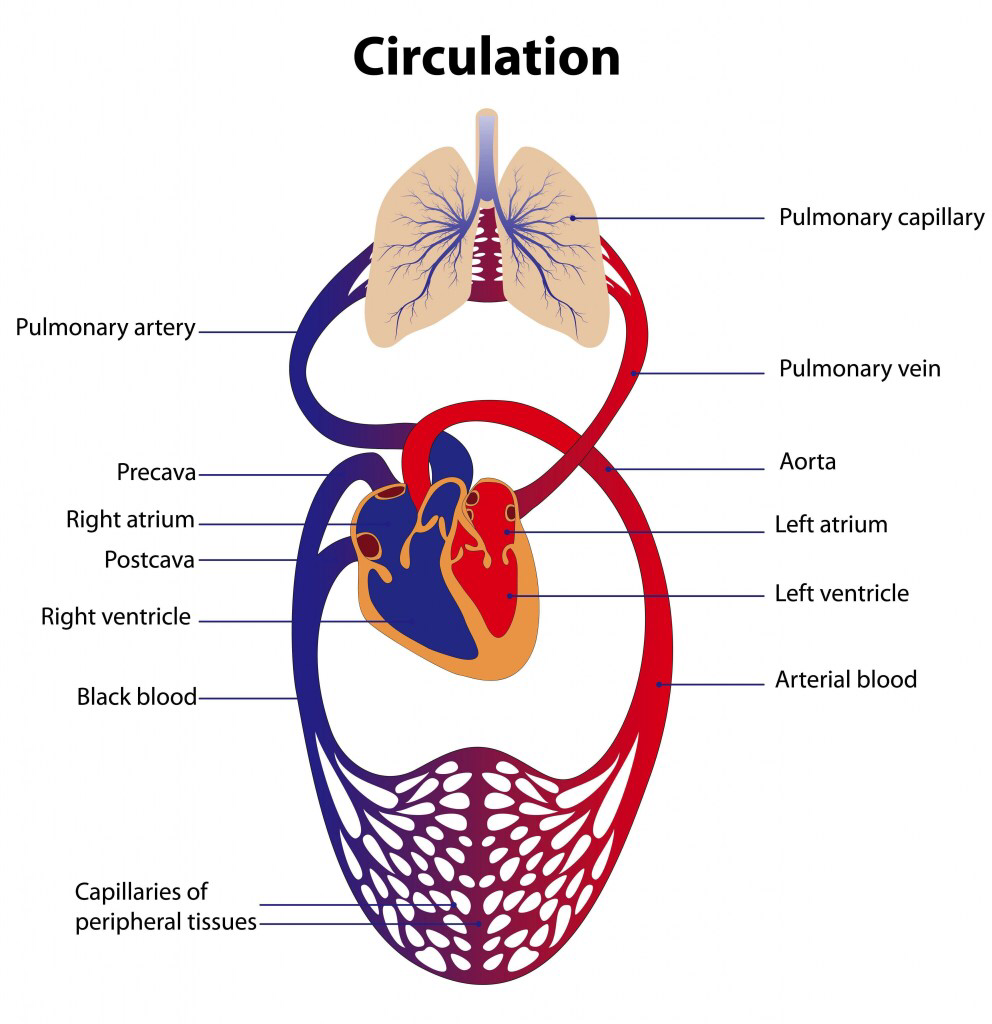 how-do-they-work-together-the-respiratory-and-circulatory-system
